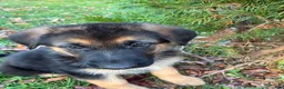 German Shepherd dogs for sale: Independence “Indy” - Ad 4