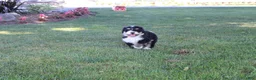 Bernedoodle dogs for sale: Shooter - Ad 6