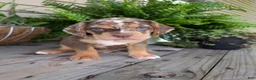 Beabull dogs for sale: Tank - Ad 2