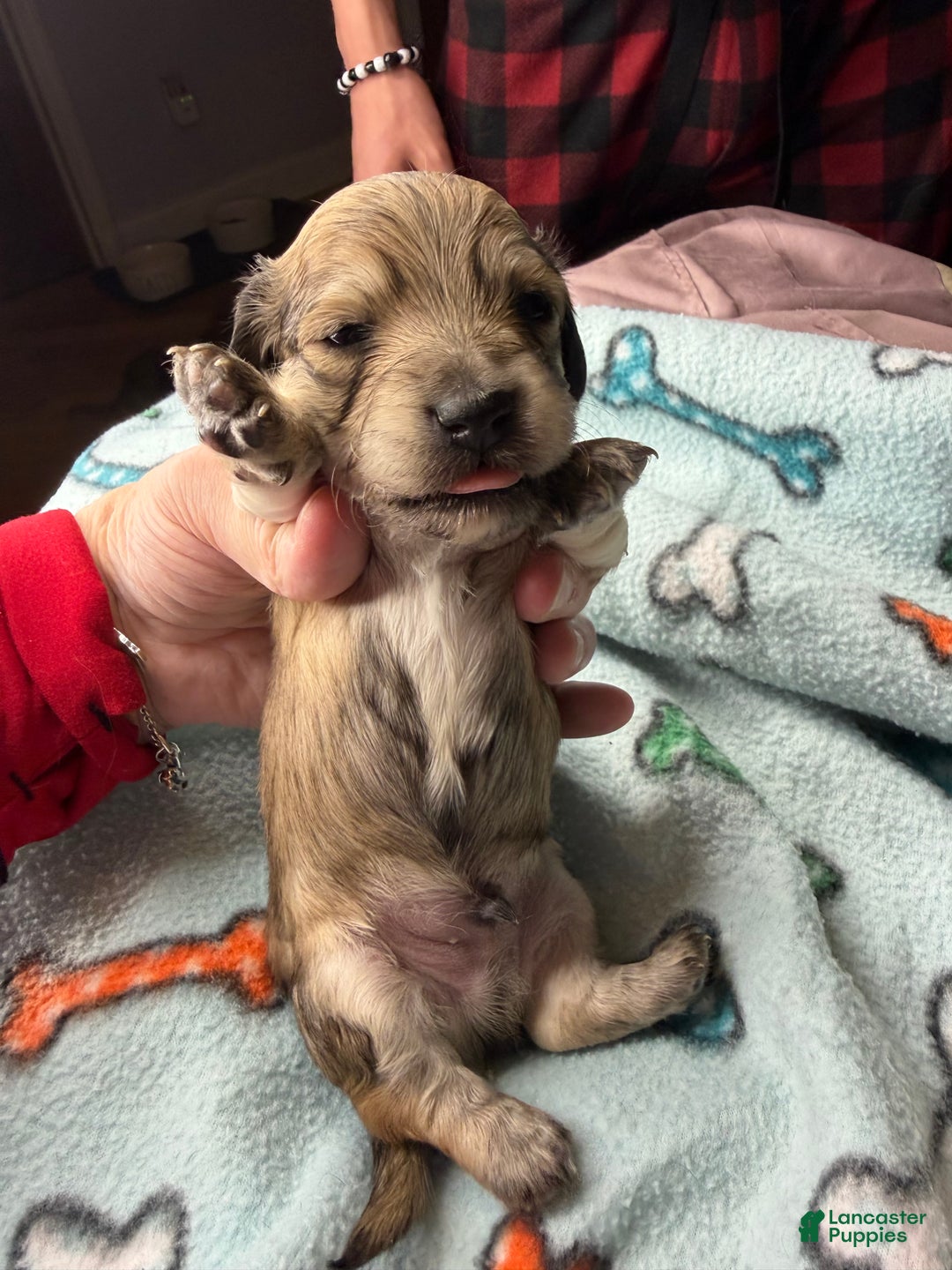 Miniature Dachshund dogs for sale: ee cream - Ad 39