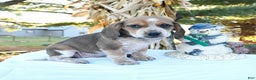 Beagle dogs for sale: Millie - Ad 1