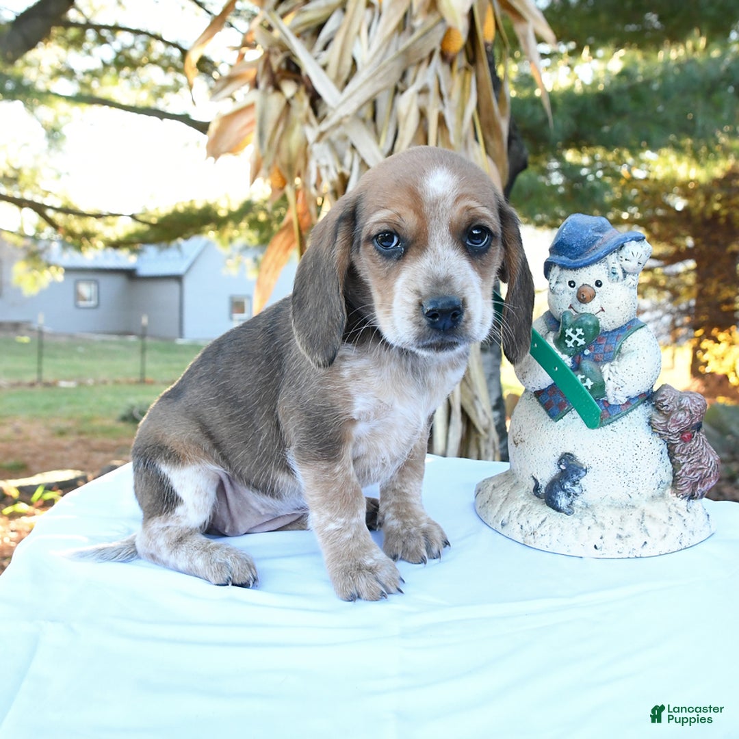 Beagle dogs for sale: Millie - Ad 1