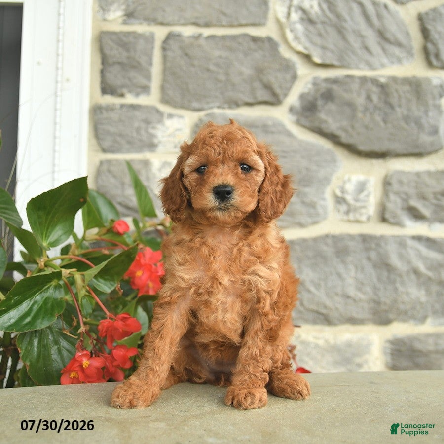 Miniature Poodle dogs for sale: Haven  - Ad 1