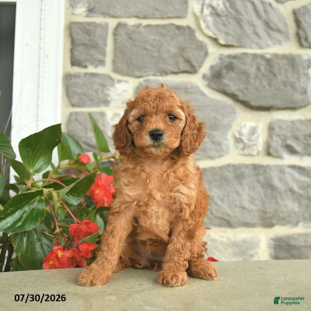 Miniature Poodle dogs for sale: Haven  - Ad 1