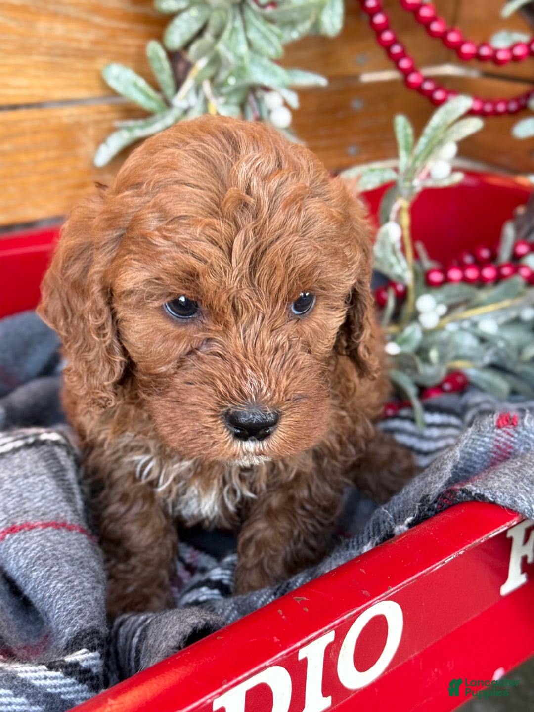 Mini Goldendoodle dogs for sale: Iris - Ad 3