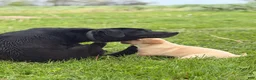 Labrador Retriever dogs for sale: Labrador Retriever Puppy 2 - Ad 2