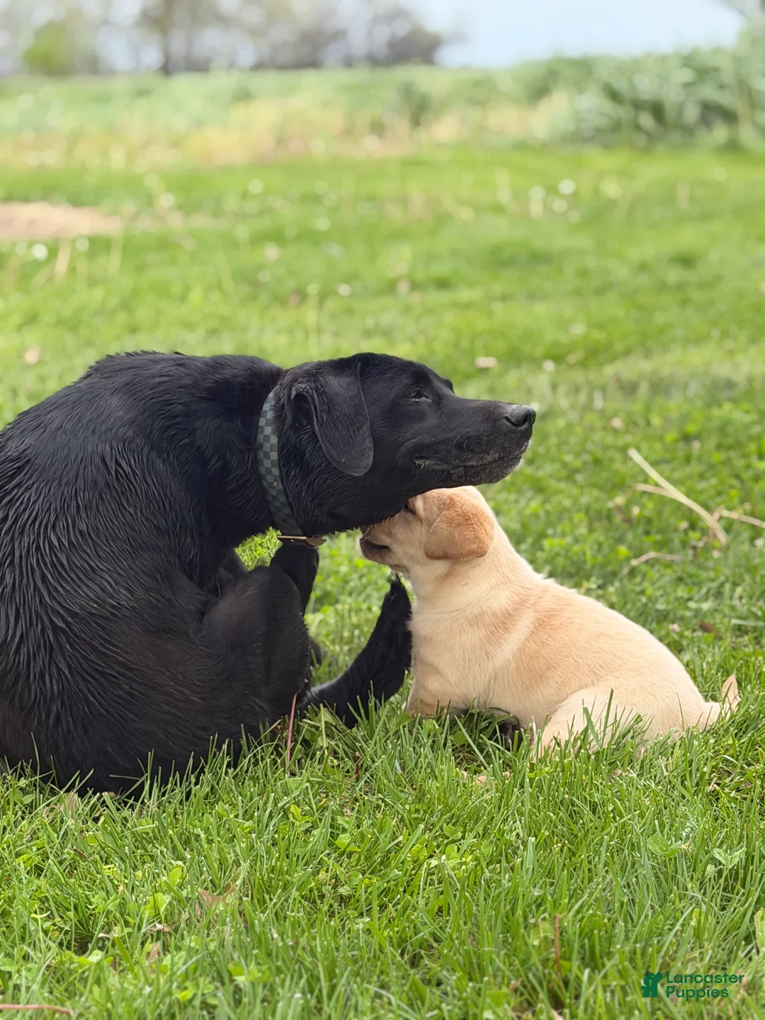 Labrador Retriever dogs for sale: Labrador Retriever Puppy 2 - Ad 2