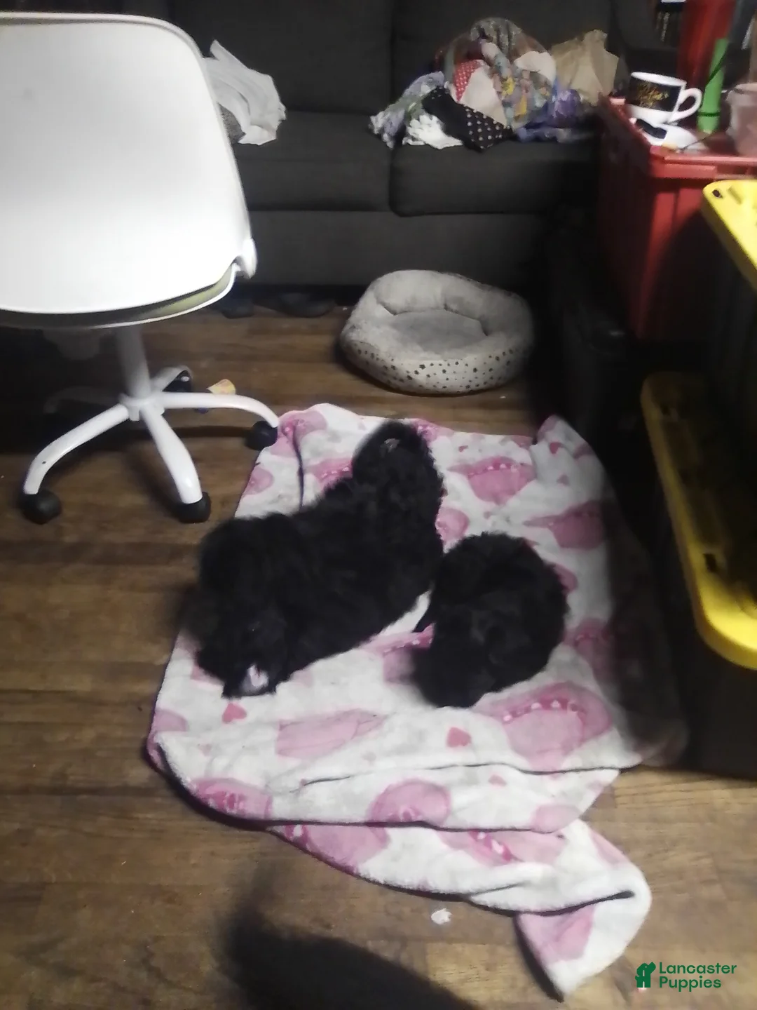 Mini Aussiedoodle dogs for sale: Mini Aussiedoodle Puppy 3 - Ad 22