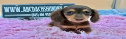 Miniature Dachshund dogs for sale: Miniature Dachshund Puppy 3 - Ad 3