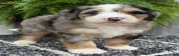 Mini Bernedoodle dogs for sale: Mini Zues - Ad 3