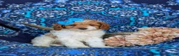 Cavapoo dogs for sale: Carlotta Hypoallergenic - Ad 3