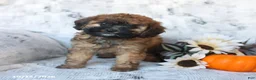 Cavapoo dogs for sale: Penny - Ad 3