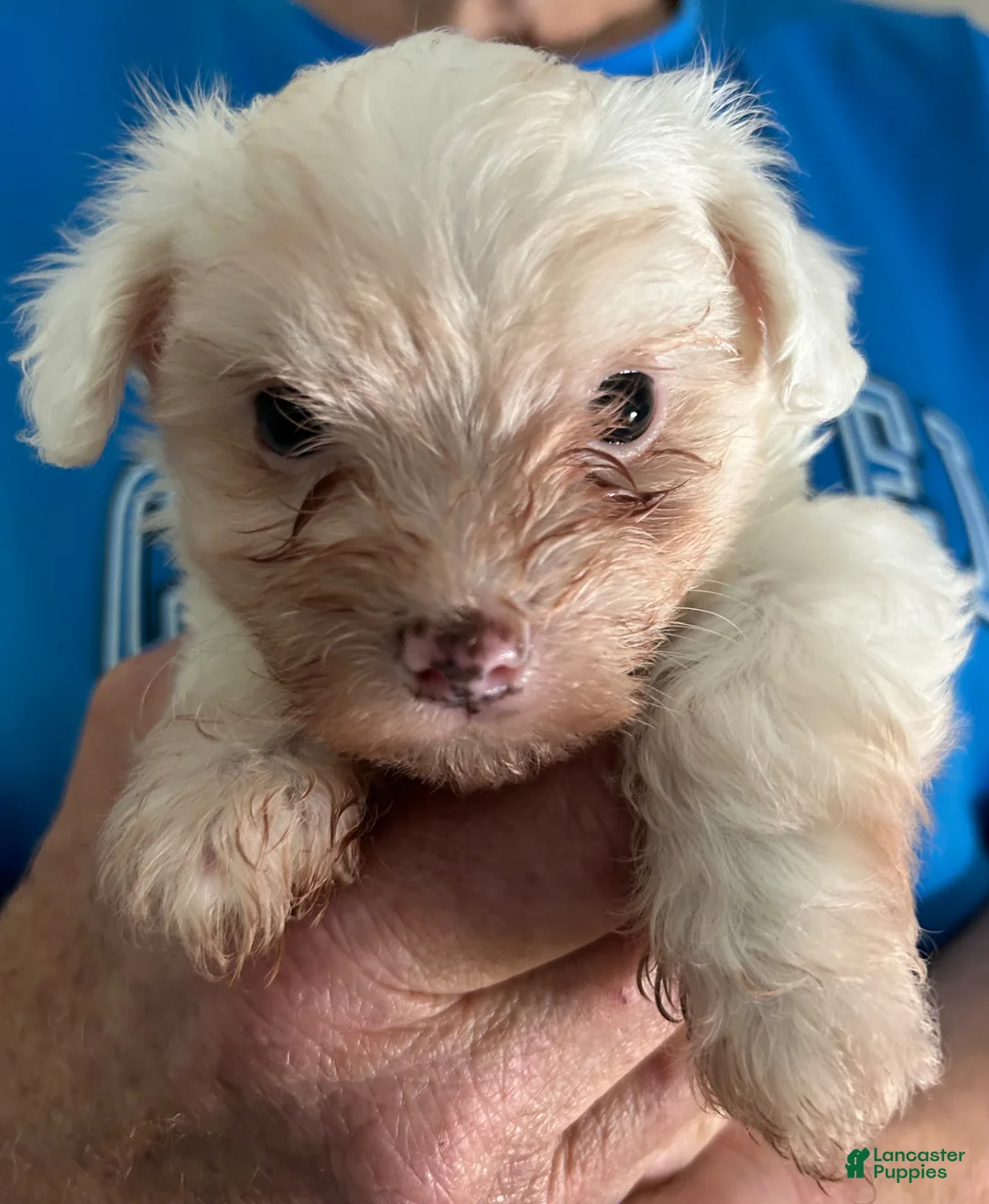 Maltipoo dogs for sale: Maltipoo Puppy 1 - Ad 2