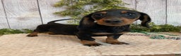 Miniature Dachshund dogs for sale: Fritz - Ad 6