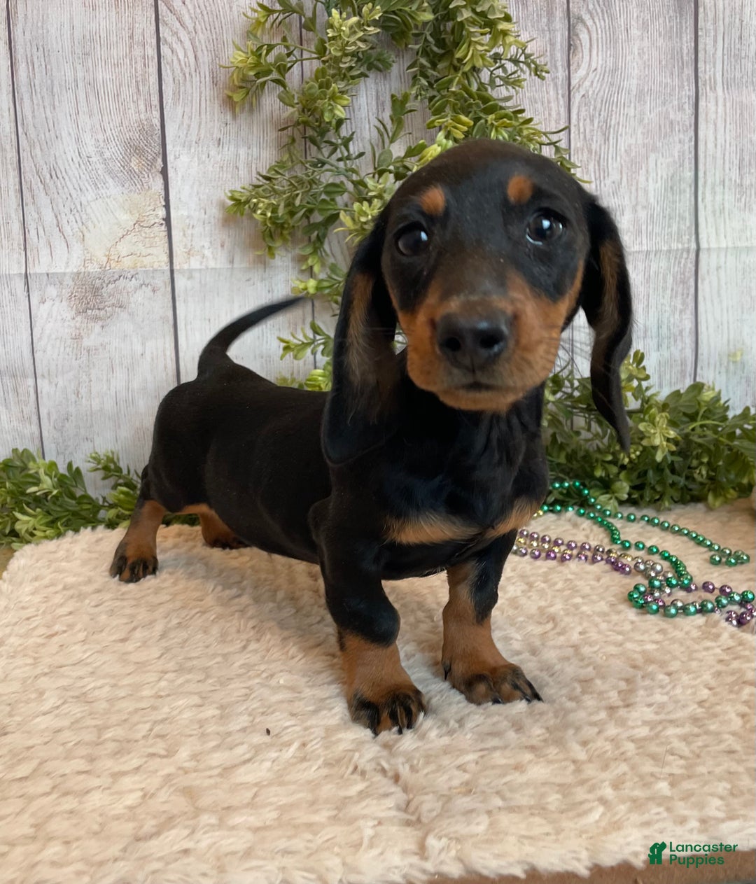Miniature Dachshund dogs for sale: Fritz - Ad 6