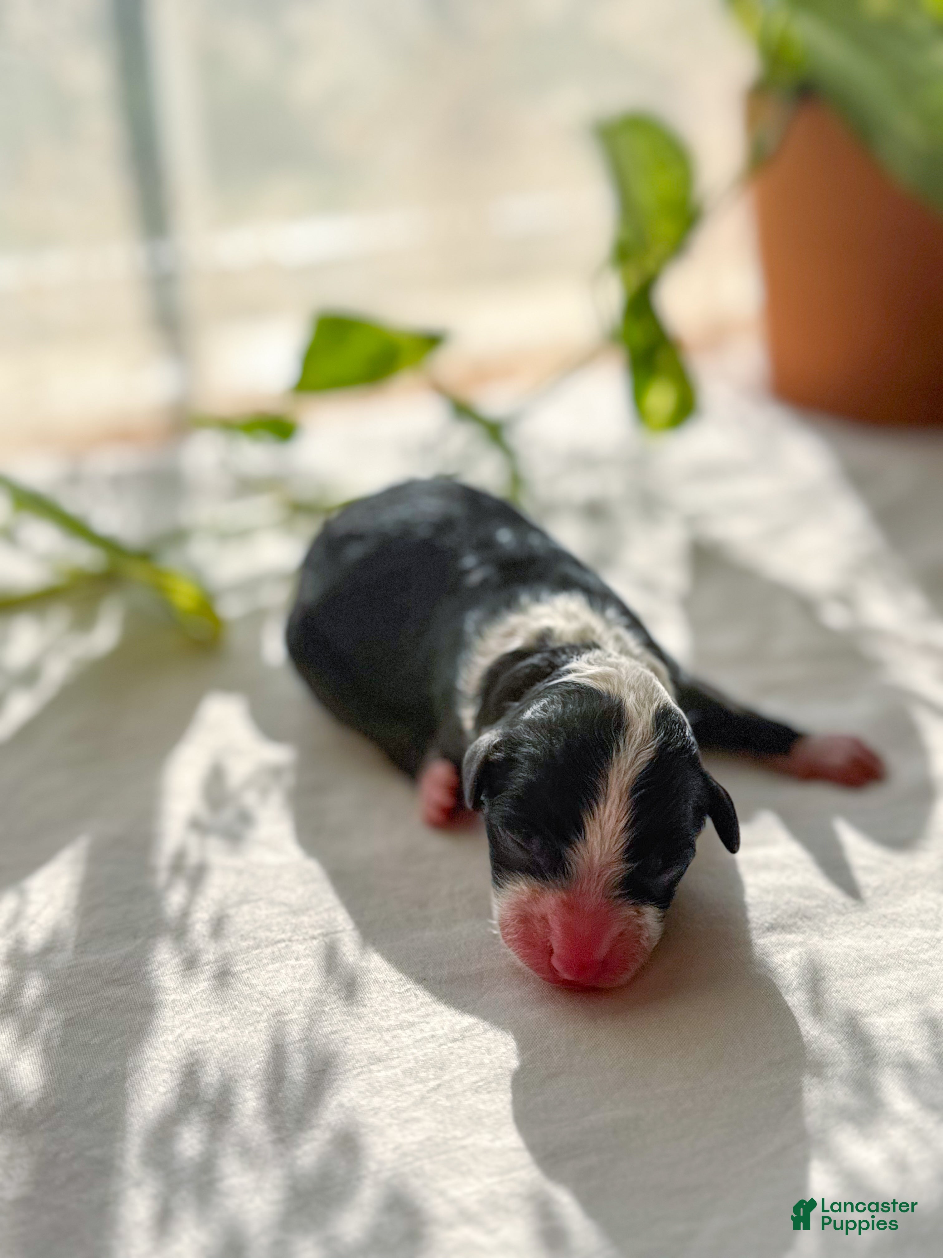 Mini Bernedoodle dogs Murphy  - Ad 35