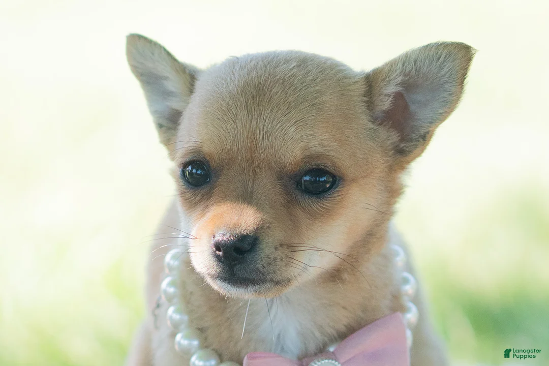 Chihuahua dogs for sale: Pumpkin - Ad 1