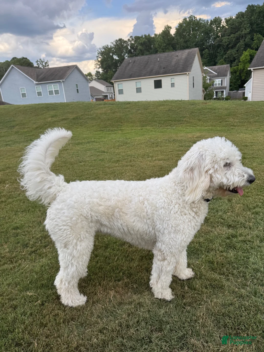 Goldendoodle dogs for sale: Levi multi generational  - Ad 5