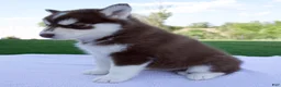 Pomsky dogs for sale: Sage - Ad 4