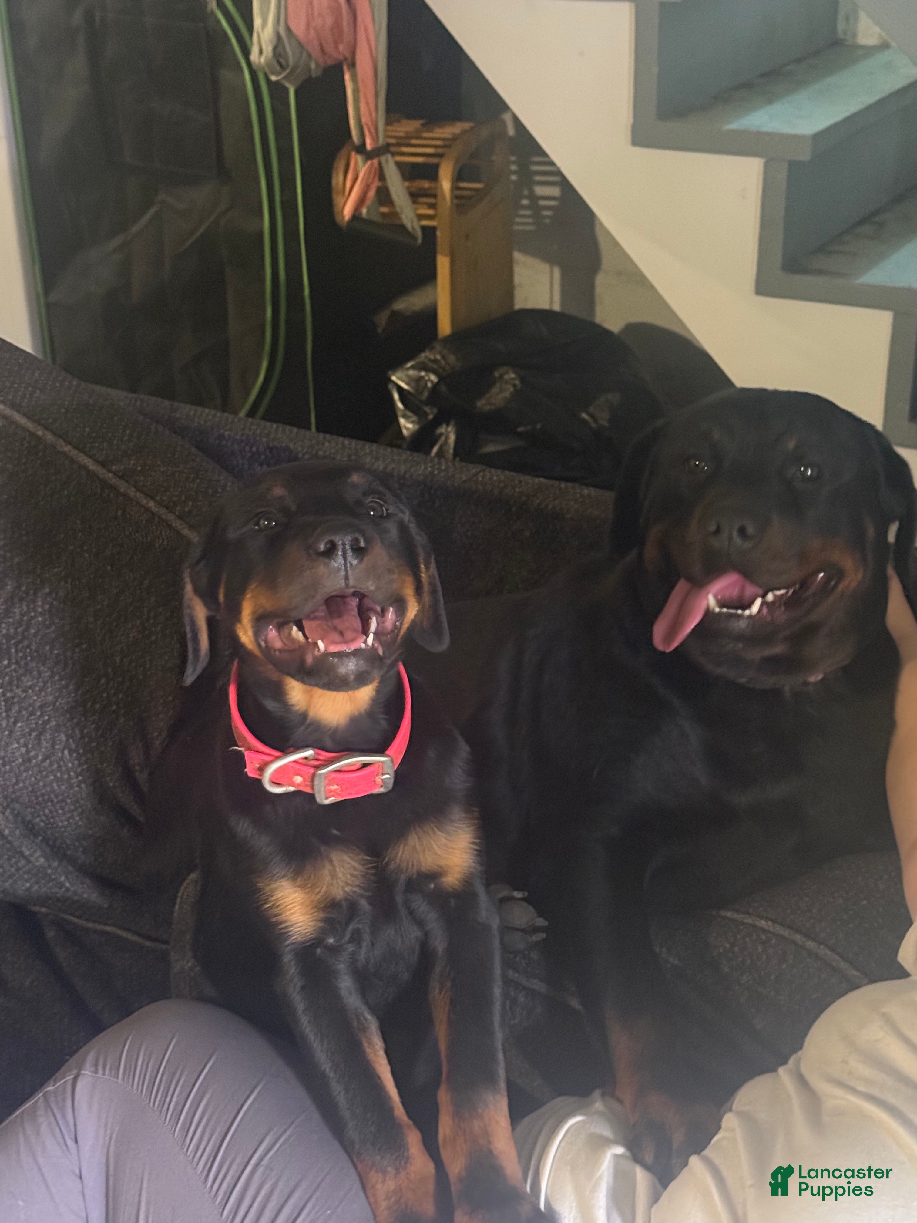 Rottweiler dogs Yellow girl - Ad 37