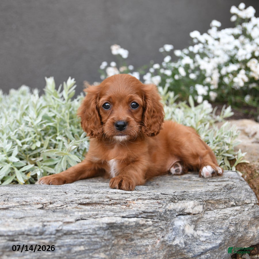Cavapoo dogs for sale: Daphne - Ad 1