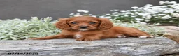 Cavapoo dogs for sale: Daphne - Ad 1