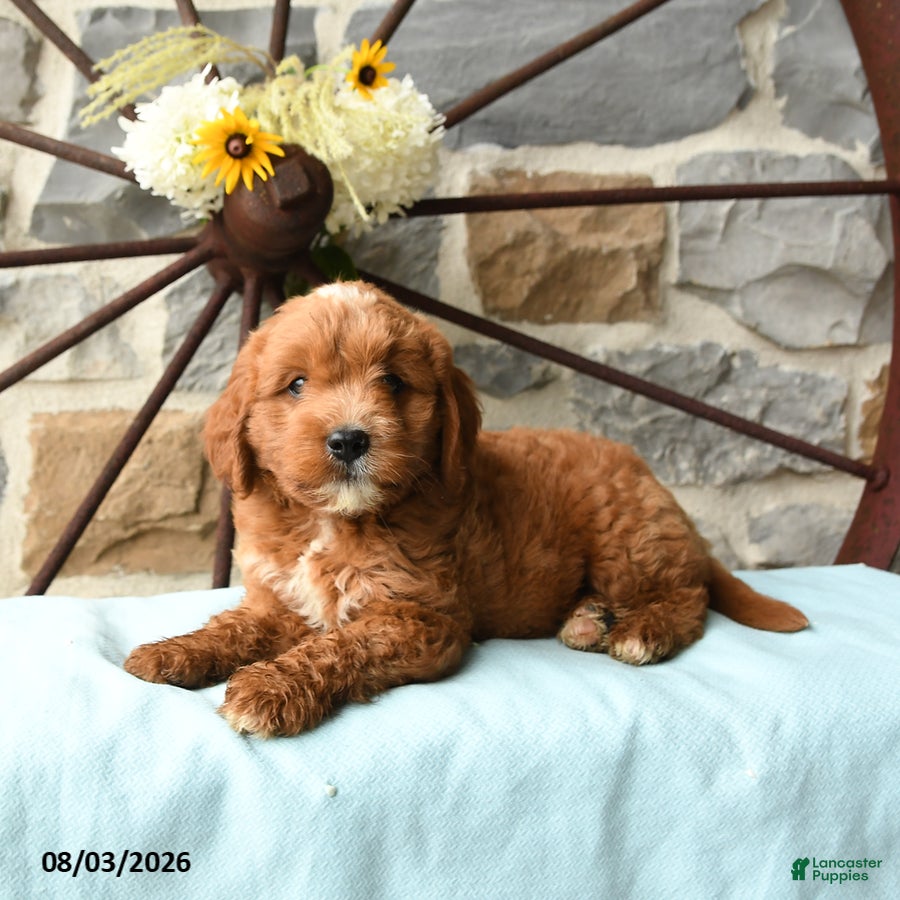 Mixed Breed dogs Laker - Ad 2