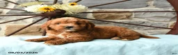 Mixed Breed dogs for sale: Laker - Ad 2