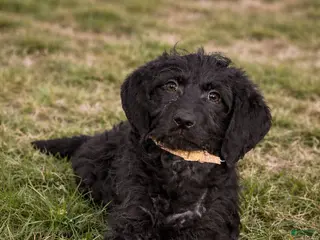 Mixed Breed dogs Marina - Ad 16