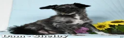 Pomapoo dogs for sale: Callie - Ad 10