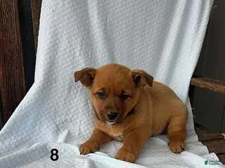 Mixed Breed dogs for sale: Dan - Ad 3