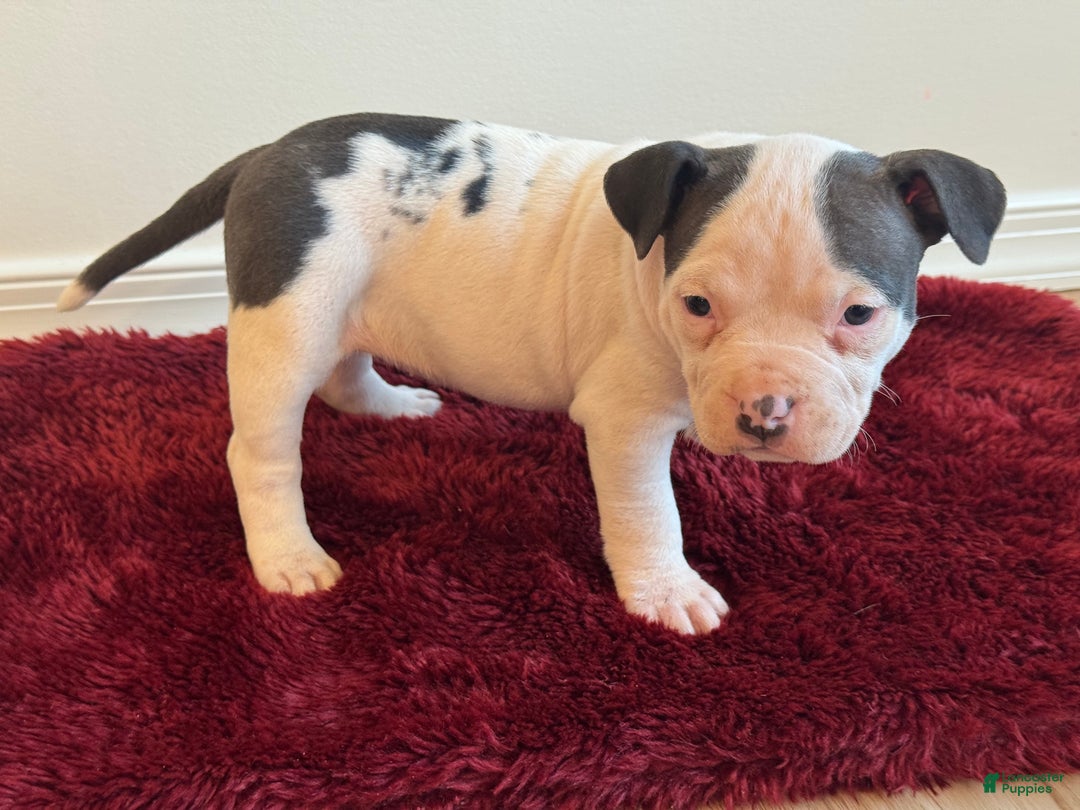 American Bully dogs for sale: Winnie - Ad 3