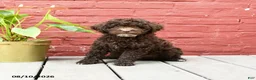 Toy Poodle dogs for sale: Jeremy - Ad 3