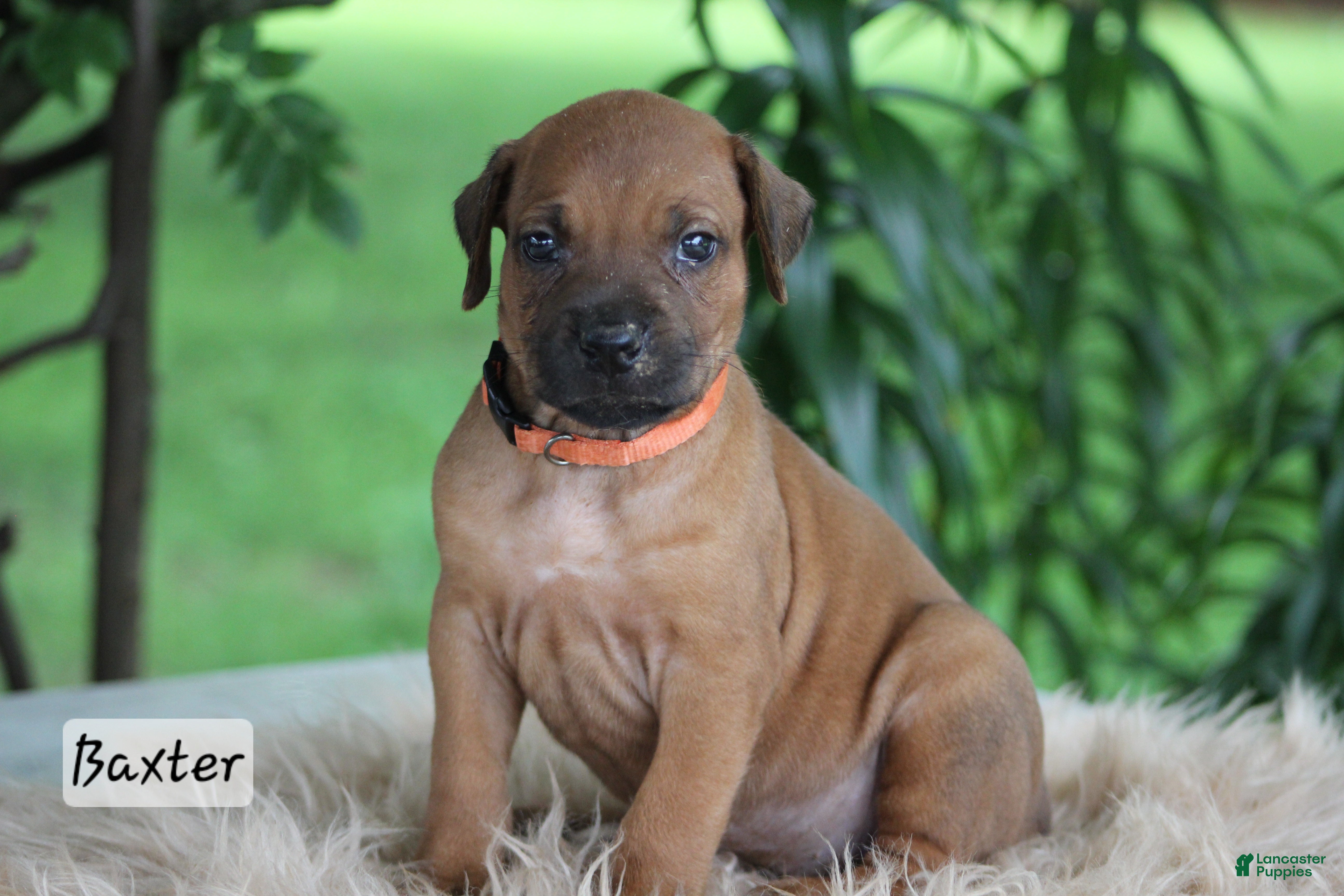 Rhodesian Ridgeback dogs Baxter - Ad 1