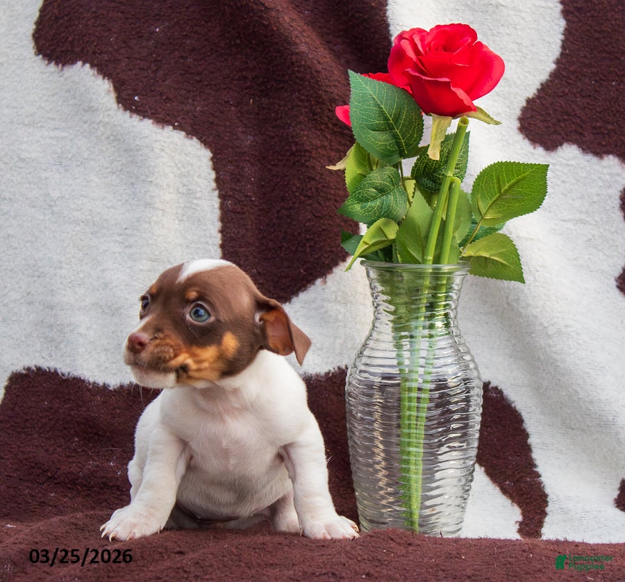 Jack Russell Terrier dogs Mia - Ad 1