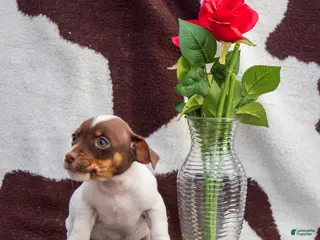 Jack Russell Terrier dogs Mia - Ad 1