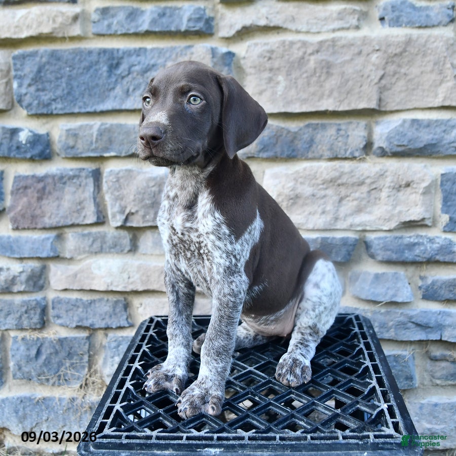German Shorthaired Pointer dogs Haven - Ad 2