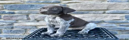German Shorthaired Pointer dogs for sale: Haven - Ad 2