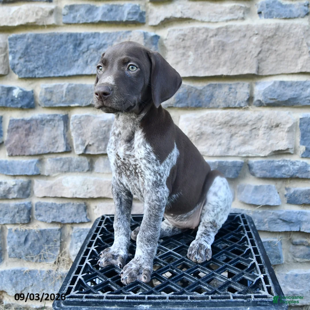 German Shorthaired Pointer dogs for sale: Haven - Ad 2