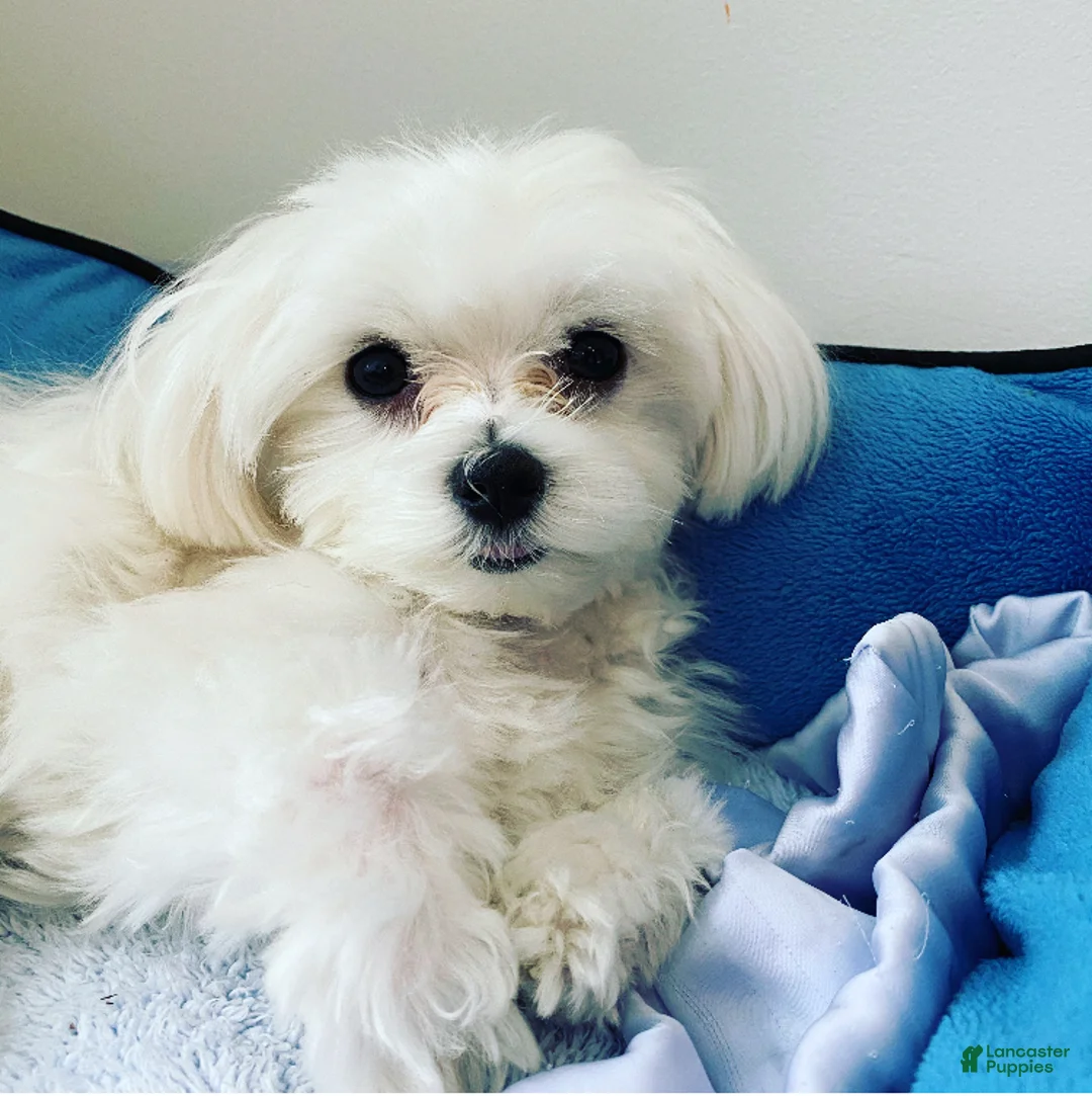 Maltese dogs for sale: Maltese Puppy 1 - Ad 2