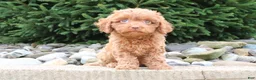 Cavapoo dogs for sale: Rosie - Ad 3