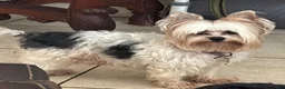 Biewer Terrier dogs for sale: Biewer Terrier 2 - Ad 7