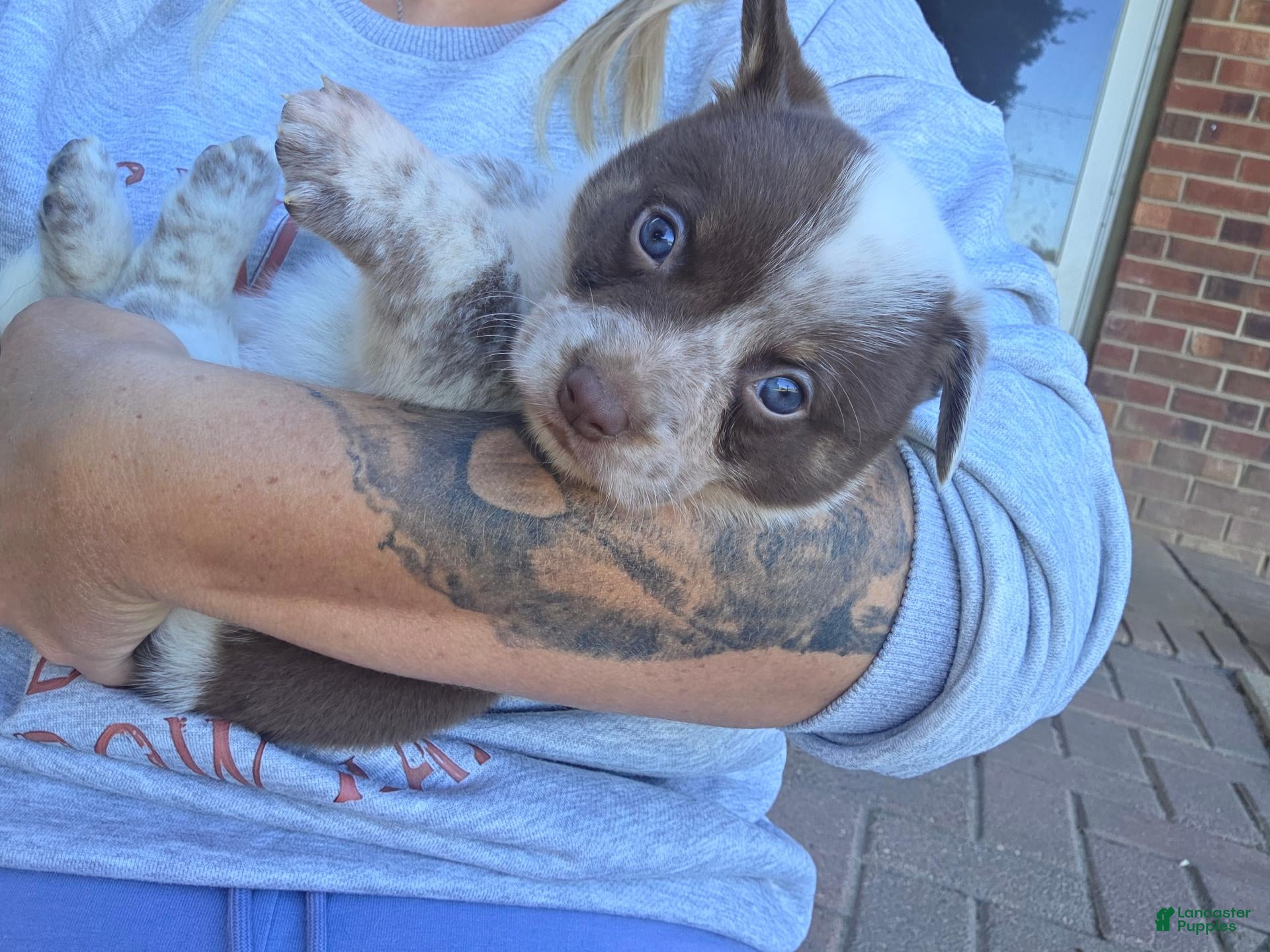 Mixed Breed dogs Mixed Breed 1 - Ad 1