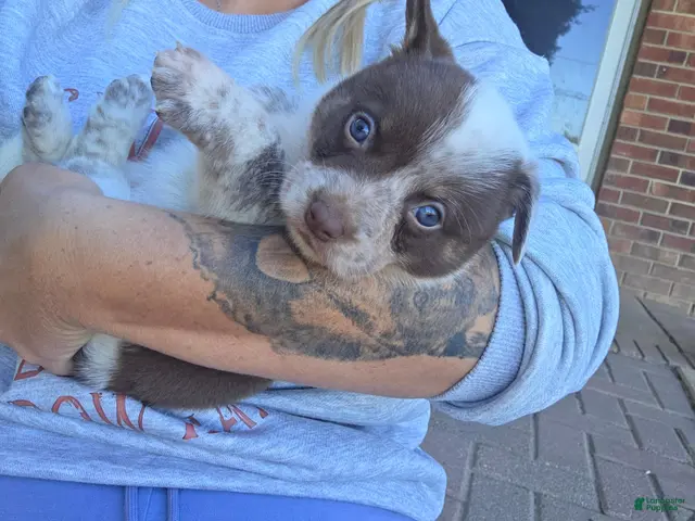 Mixed Breed dogs for sale: Mixed Breed 1 - Ad 1