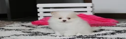 Pomeranian dogs for sale: Roxy - Ad 6