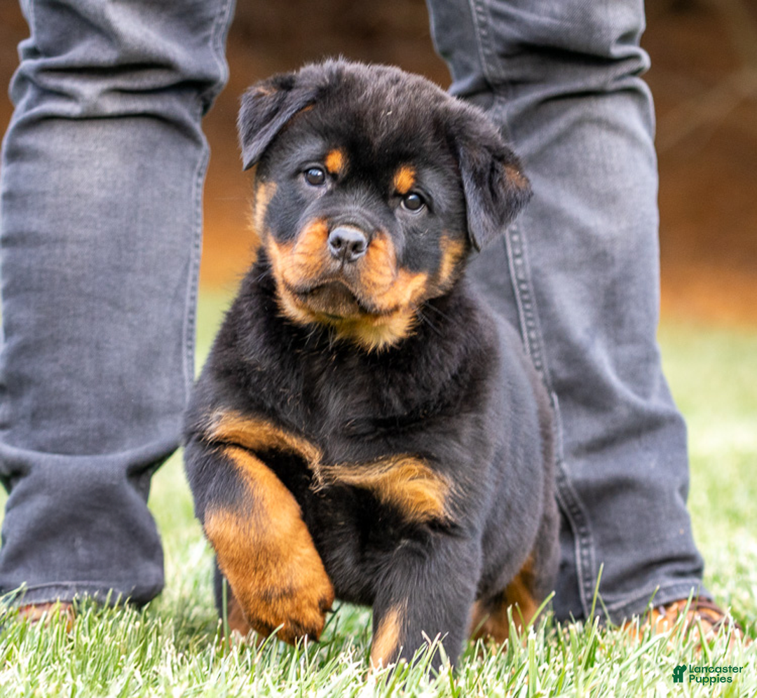 Rottweiler dogs for sale: Harley - Ad 1