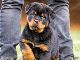 Rottweiler dogs Harley - Ad 32