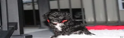 Miniature Poodle dogs for sale:  Bobby - Ad 8