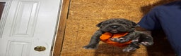Cane Corso dogs for sale: Cane Corso Puppy 4 - Ad 17