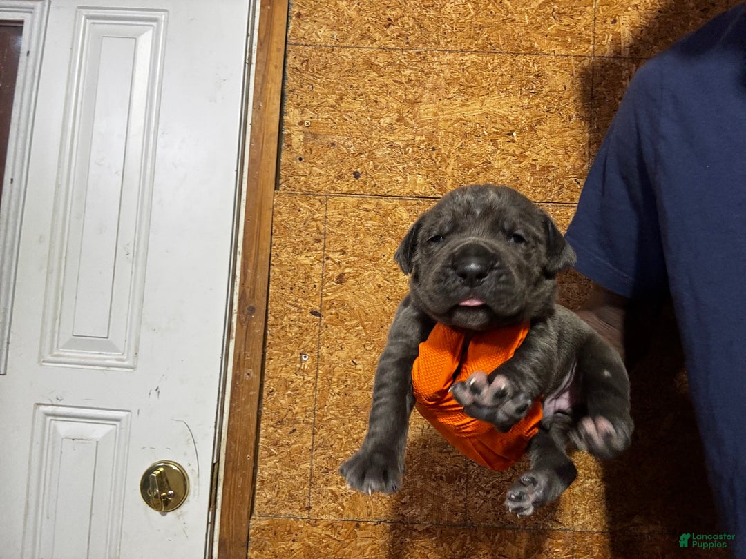 Cane Corso dogs for sale: Cane Corso Puppy 4 - Ad 17